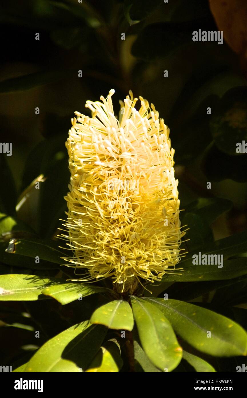 La flore indigène de l'Australie. Banque D'Images