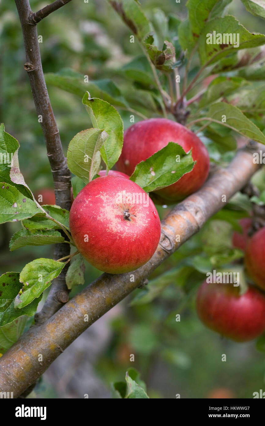 Malus domestica 'Mrs Phillimore'. Pommes sur un arbre. Banque D'Images