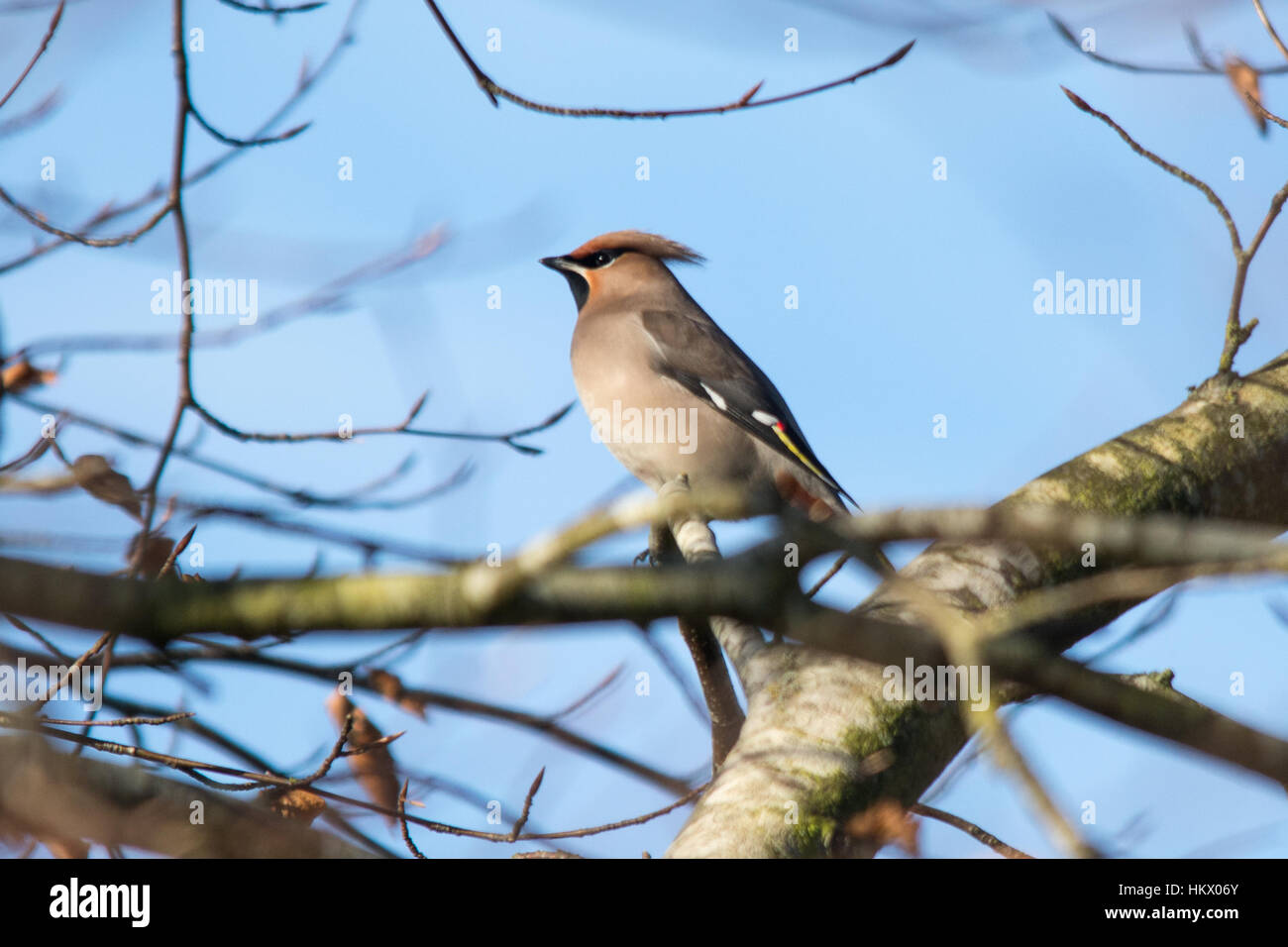 Jaseur boréal (Bombycilla volubile), d'hiver de la UK Banque D'Images