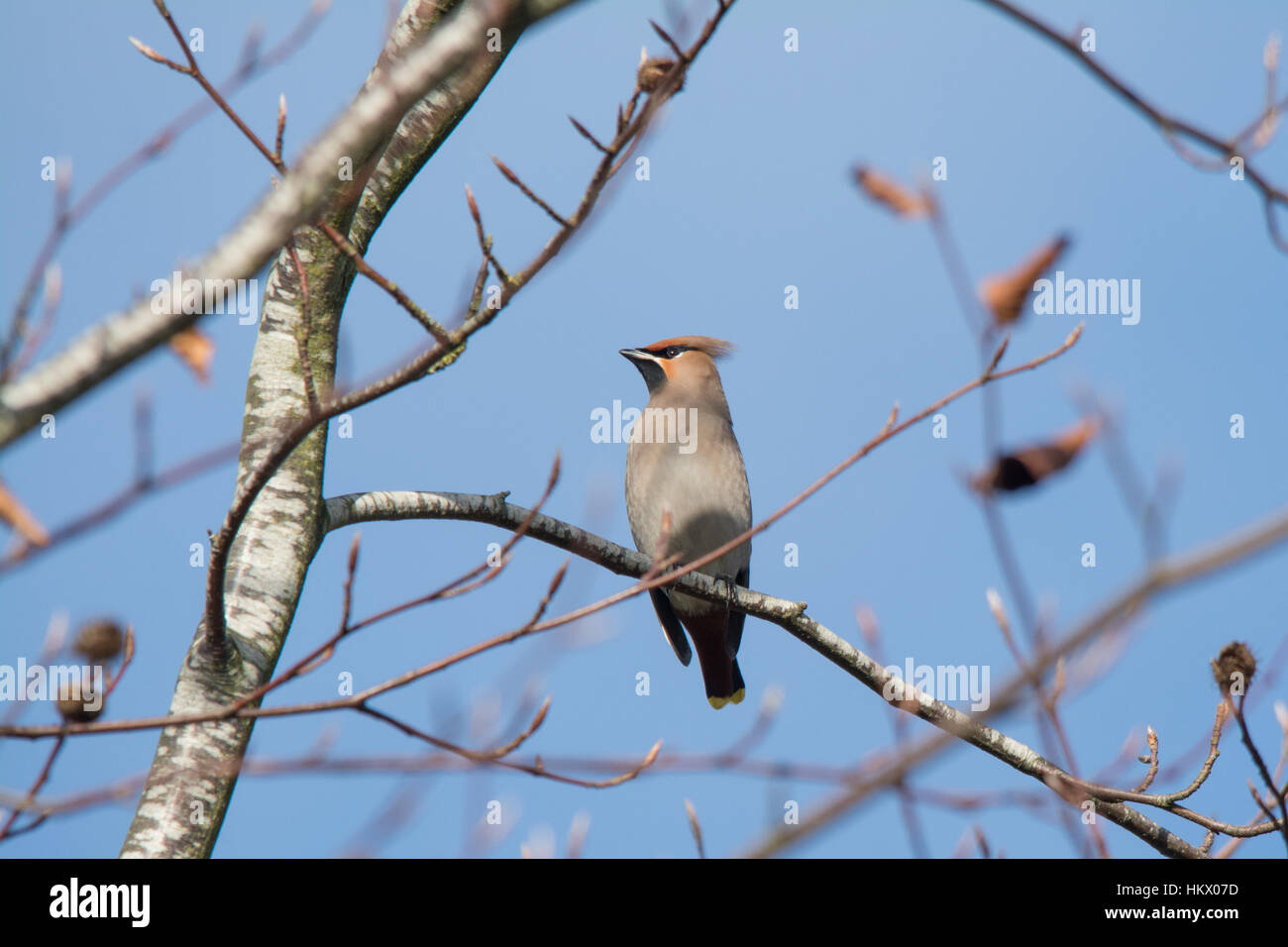 Jaseur boréal (Bombycilla volubile), d'hiver de la UK Banque D'Images