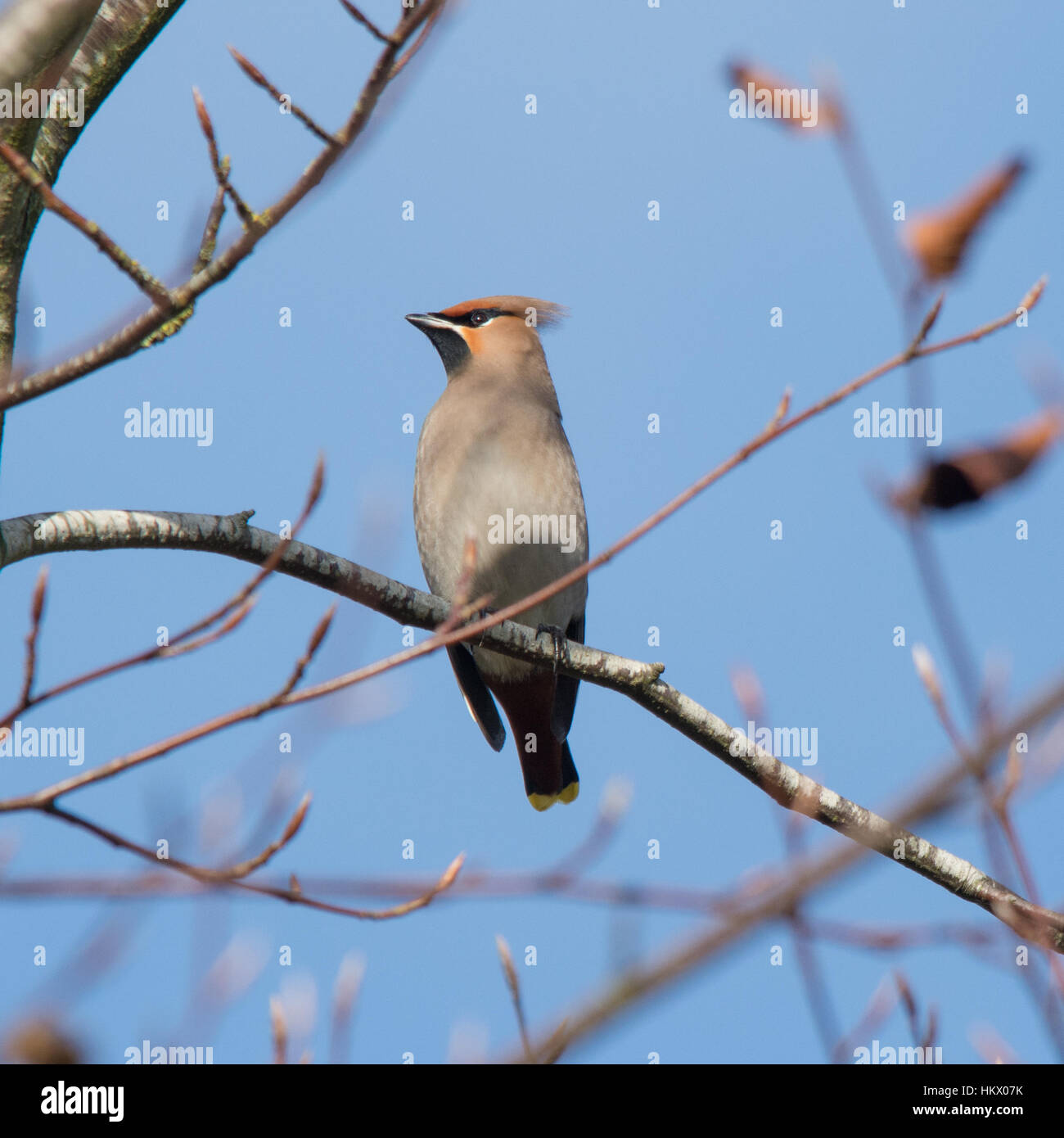 Jaseur boréal (Bombycilla volubile), d'hiver de la UK Banque D'Images