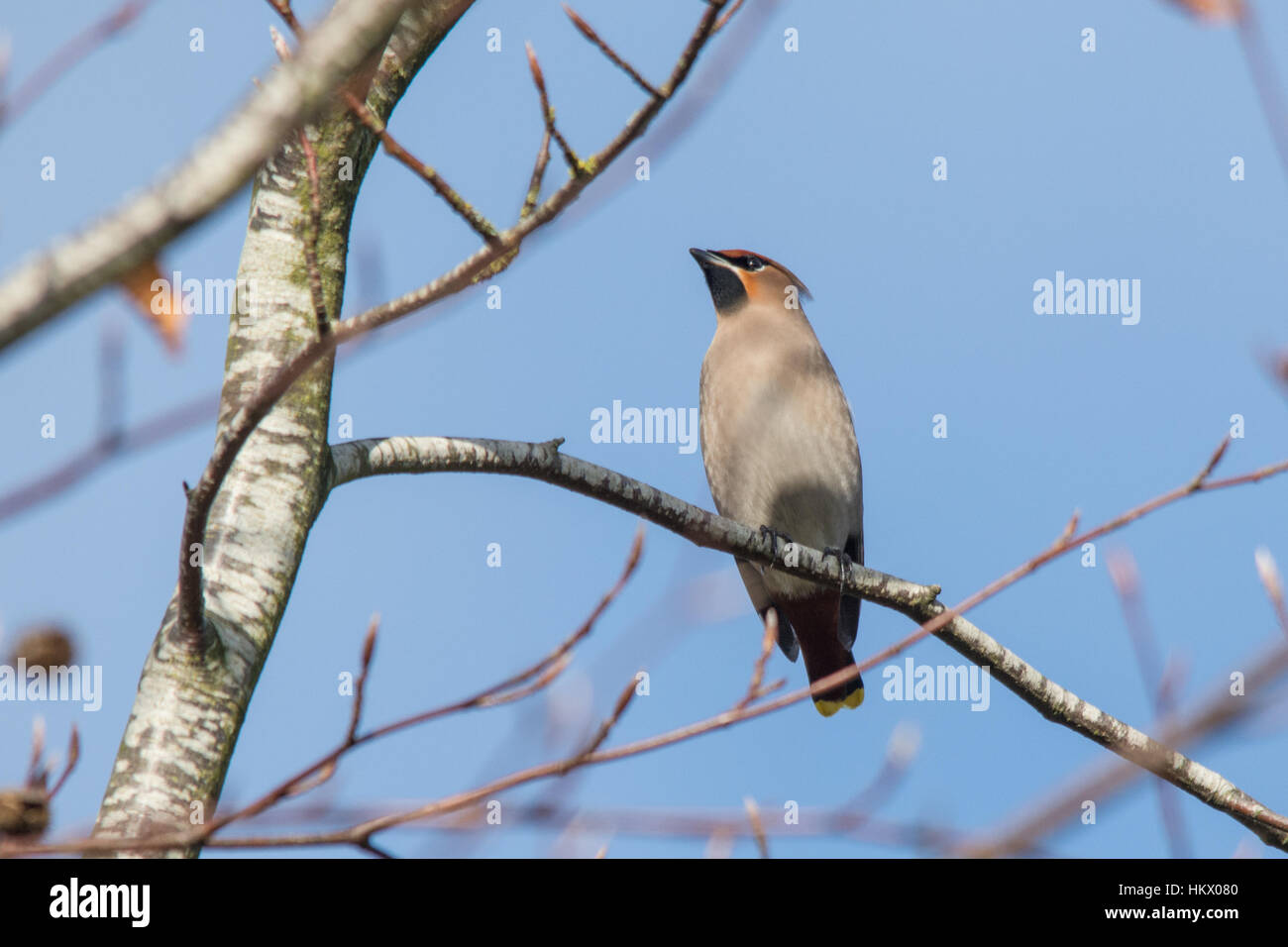 Jaseur boréal (Bombycilla volubile), d'hiver de la UK Banque D'Images