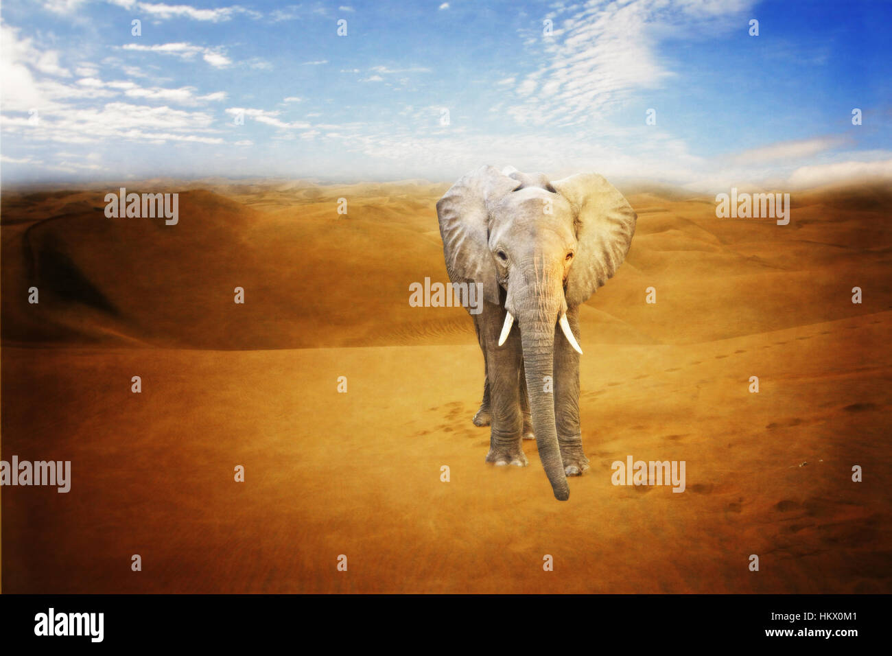 Éléphant solitaire dans un désert Banque D'Images