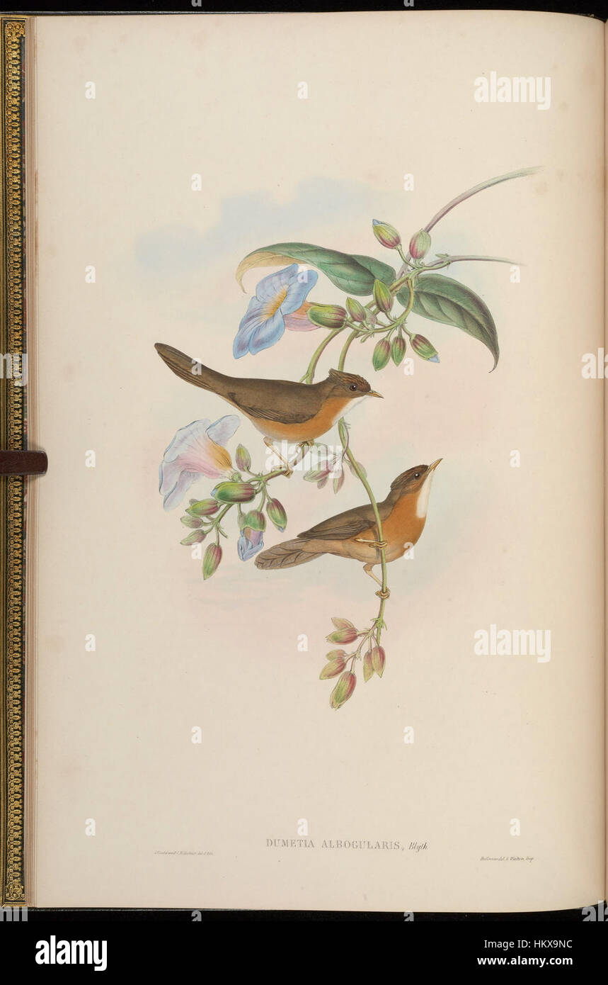 'BirdsAsiaJohnGoIVGoul 0028' est une illustration ornithologique représentant des oiseaux d'Asie. L’œuvre met en évidence les diverses espèces aviaires indigènes de la région, mettant en valeur les détails complexes et les couleurs vibrantes de chaque oiseau. Banque D'Images