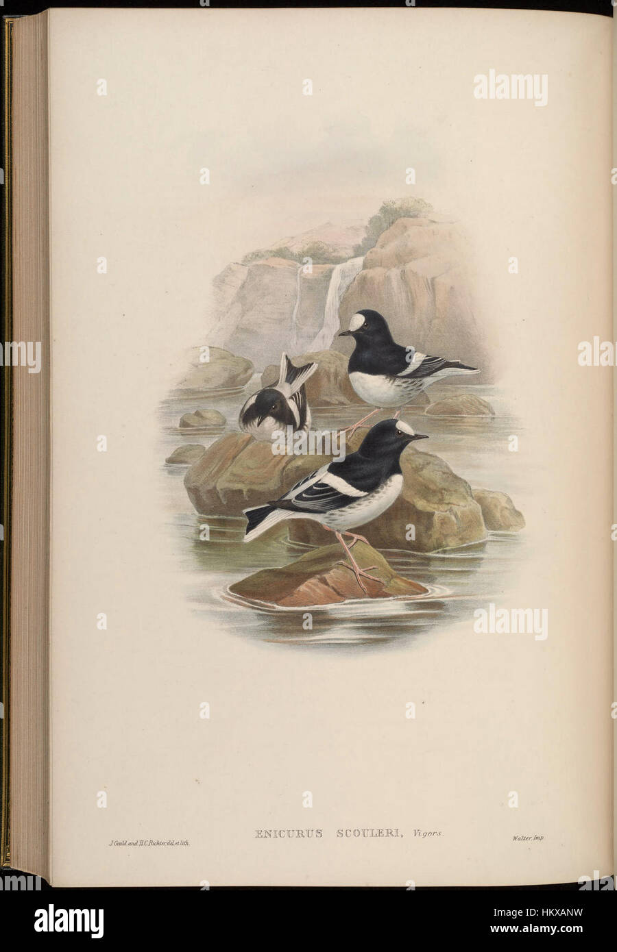 Cette peinture présente des oiseaux originaires d'Asie, capturant leurs formes uniques et leur plumage vibrant. Il offre un aperçu de la faune asiatique et de l'art de l'illustration des oiseaux au XIXe siècle. Banque D'Images