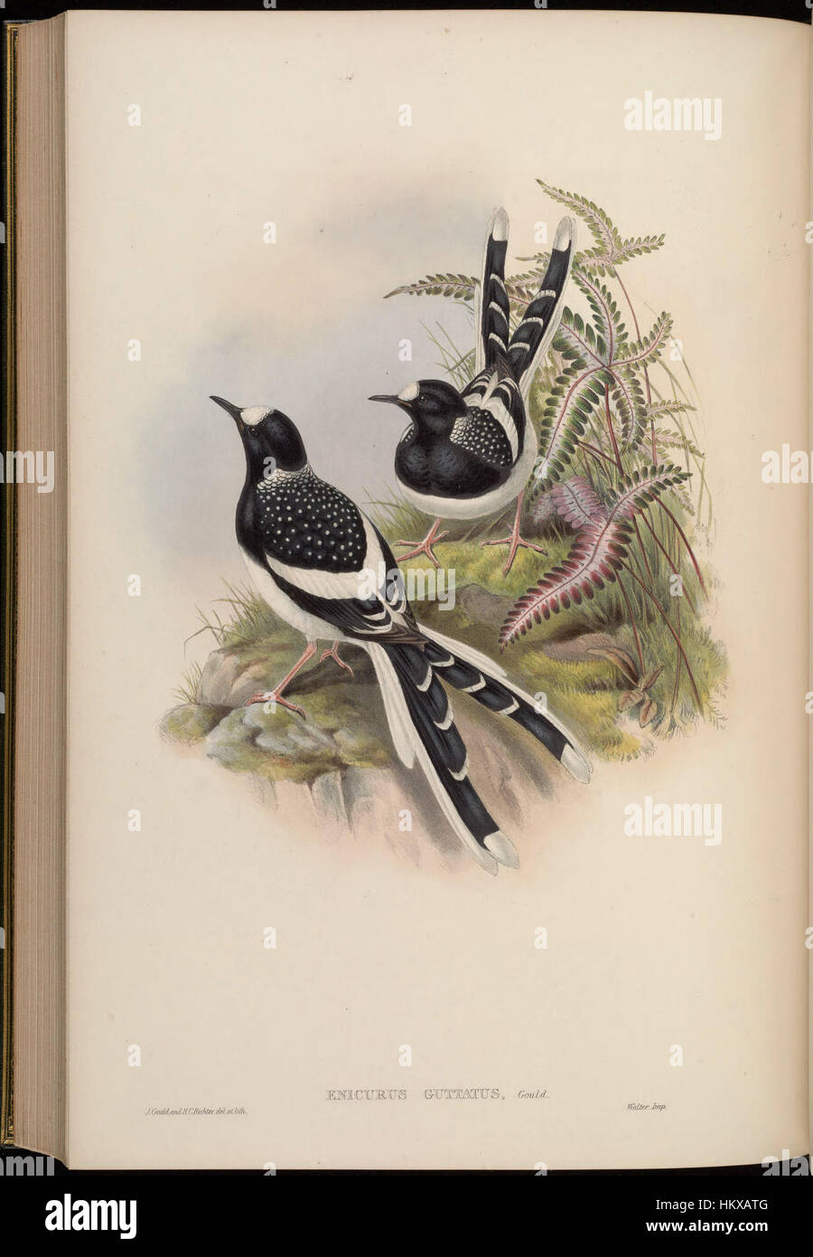 Cette œuvre, intitulée 'BirdsAsiaJohnGoIVGoul 0284', présente une représentation détaillée des espèces d'oiseaux asiatiques. La peinture met en valeur la diversité des oiseaux en Asie, mettant l'accent sur leurs habitats naturels et leurs motifs complexes de plumes. Banque D'Images