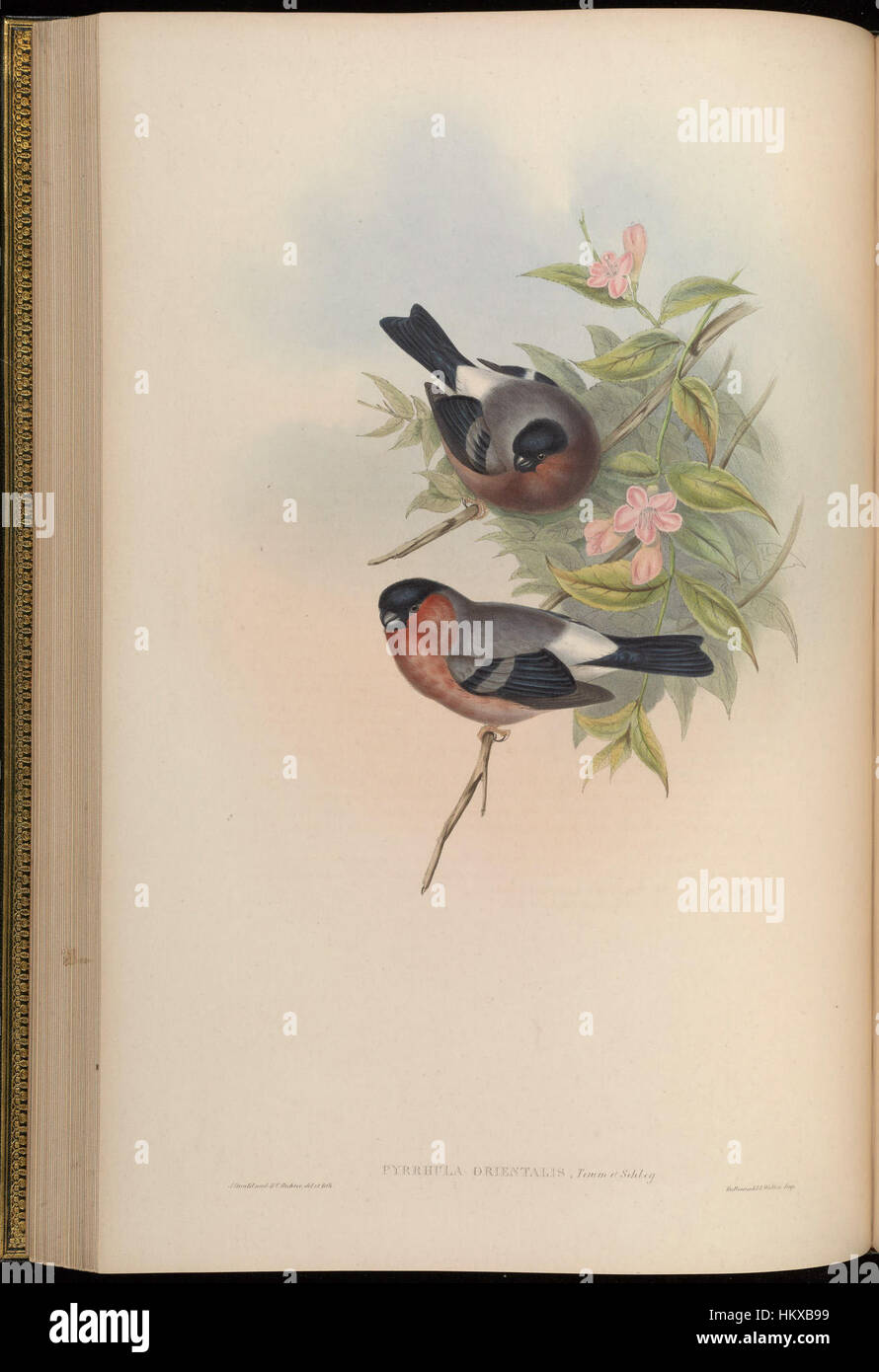 « Birds of Asia » de John Gould est une illustration détaillée d'une espèce d'oiseau originaire du continent asiatique. L'œuvre met en valeur les compétences de Gould en illustration ornithologique, capturant les traits distinctifs et la beauté naturelle des oiseaux dans leur environnement natal. Banque D'Images