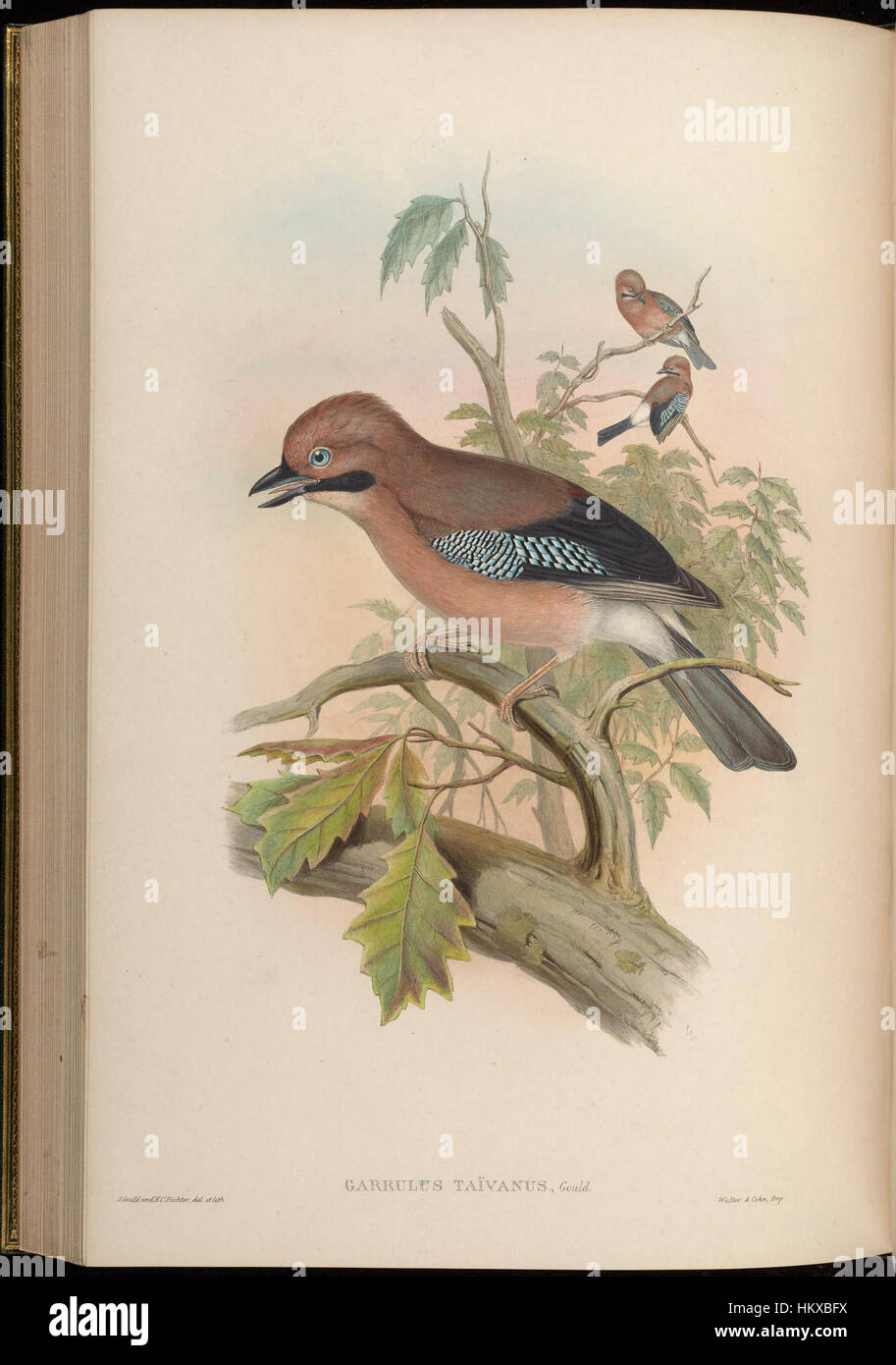 Cette peinture de John Gould, intitulée « oiseaux d'Asie », présente une représentation vibrante d'oiseaux asiatiques. Les illustrations détaillées de Gould mettent en valeur la beauté naturelle des oiseaux, avec une attention particulière à l'anatomie et une coloration vive. Banque D'Images