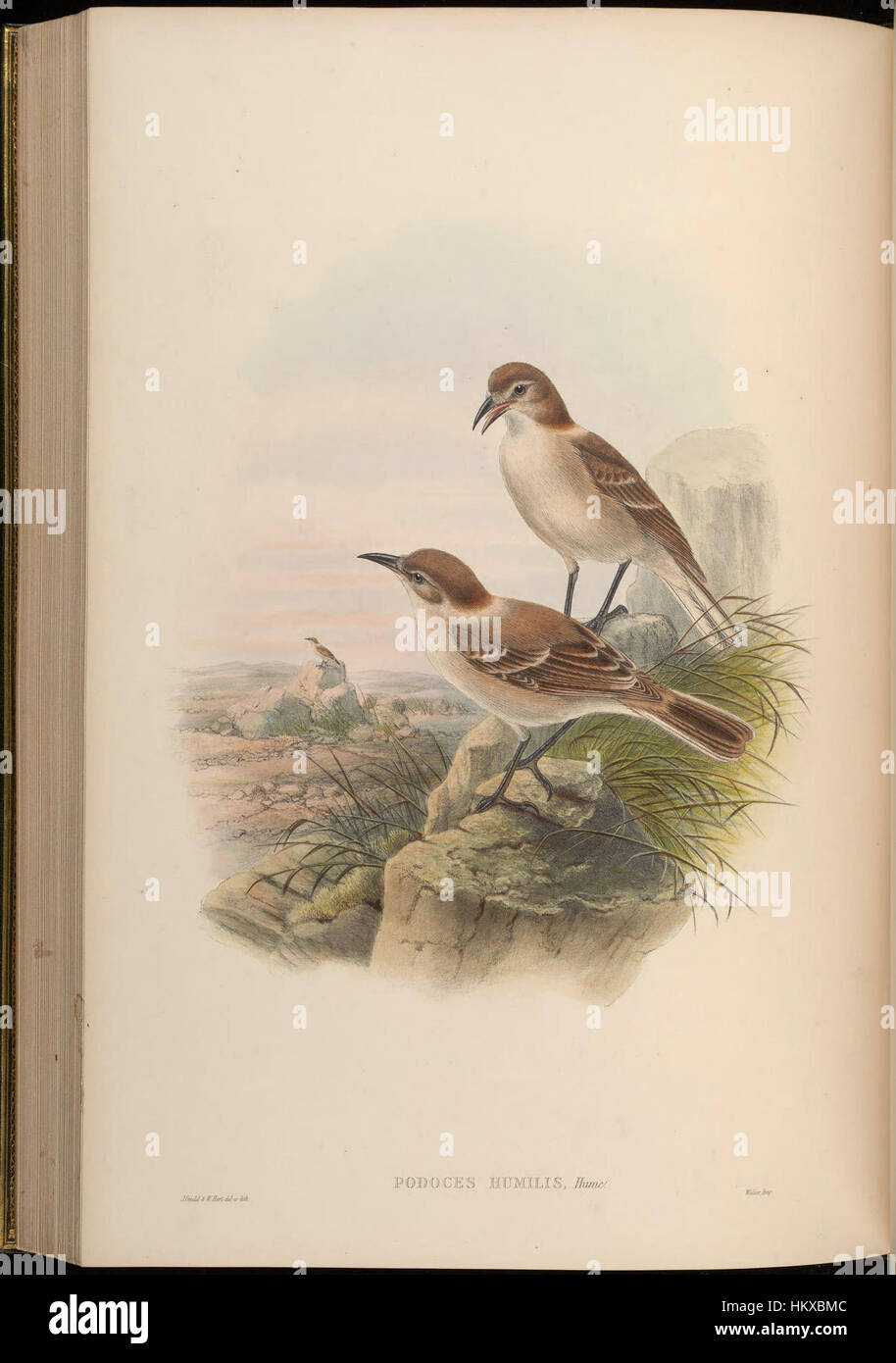 Cette œuvre du XIXe siècle, intitulée « Birds of Asia » par John Gould, présente une collection d'illustrations méticuleusement détaillées de diverses espèces d'oiseaux originaires d'Asie, mettant en valeur l'expertise de Gould en matière d'ornithologie Banque D'Images
