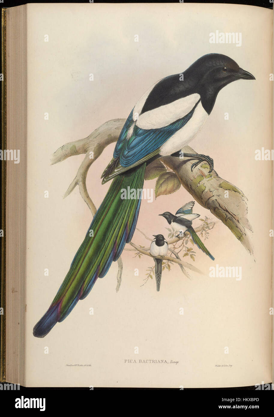 Cette œuvre, intitulée BirdsAsiaJohnGoVGoul 0232, présente une représentation vivante de diverses espèces d'oiseaux originaires d'Asie. L’artiste met en valeur l’anatomie détaillée et les comportements de ces oiseaux, mettant en valeur leur beauté naturelle. Banque D'Images