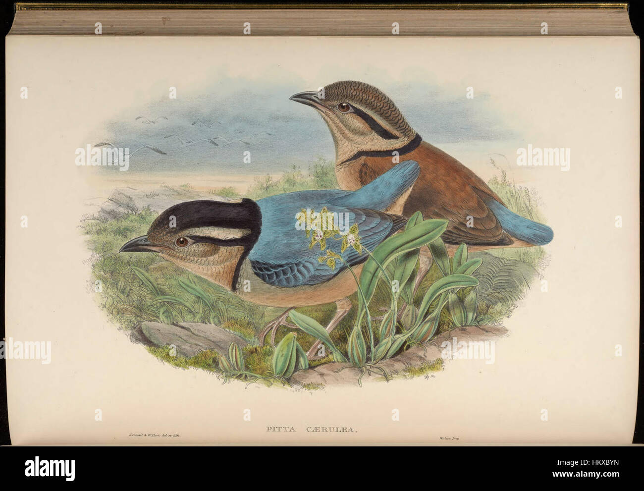 Une œuvre d'art de la collection BirdsAsia, représentant probablement des espèces d'oiseaux d'Asie. L'image met en valeur les détails fins et la variété des oiseaux indigènes de la région. Banque D'Images