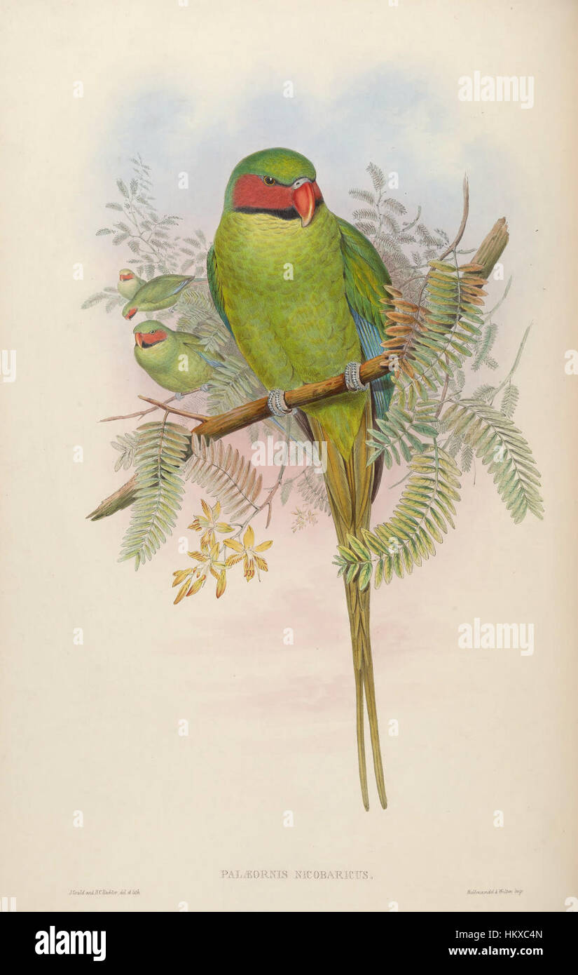 L’œuvre BirdsAsiaJohnGoVIGoul 0032 capture des représentations éclatantes de diverses espèces d’oiseaux en Asie, mettant en valeur la riche biodiversité de la région. Le style de la peinture met l'accent sur des études anatomiques détaillées combinées avec des arrière-plans naturalistes. Banque D'Images