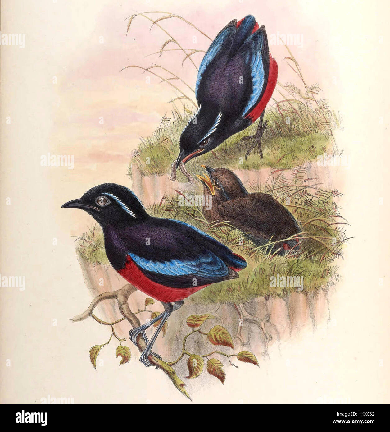 Cette œuvre d'art intitulée 'BirdsAsiaJohnGoVGoul 0308 b' présente une représentation complexe de diverses espèces d'oiseaux originaires d'Asie. Les couleurs vives et le rendu détaillé mettent en valeur la diversité de la vie aviaire dans la région. Banque D'Images