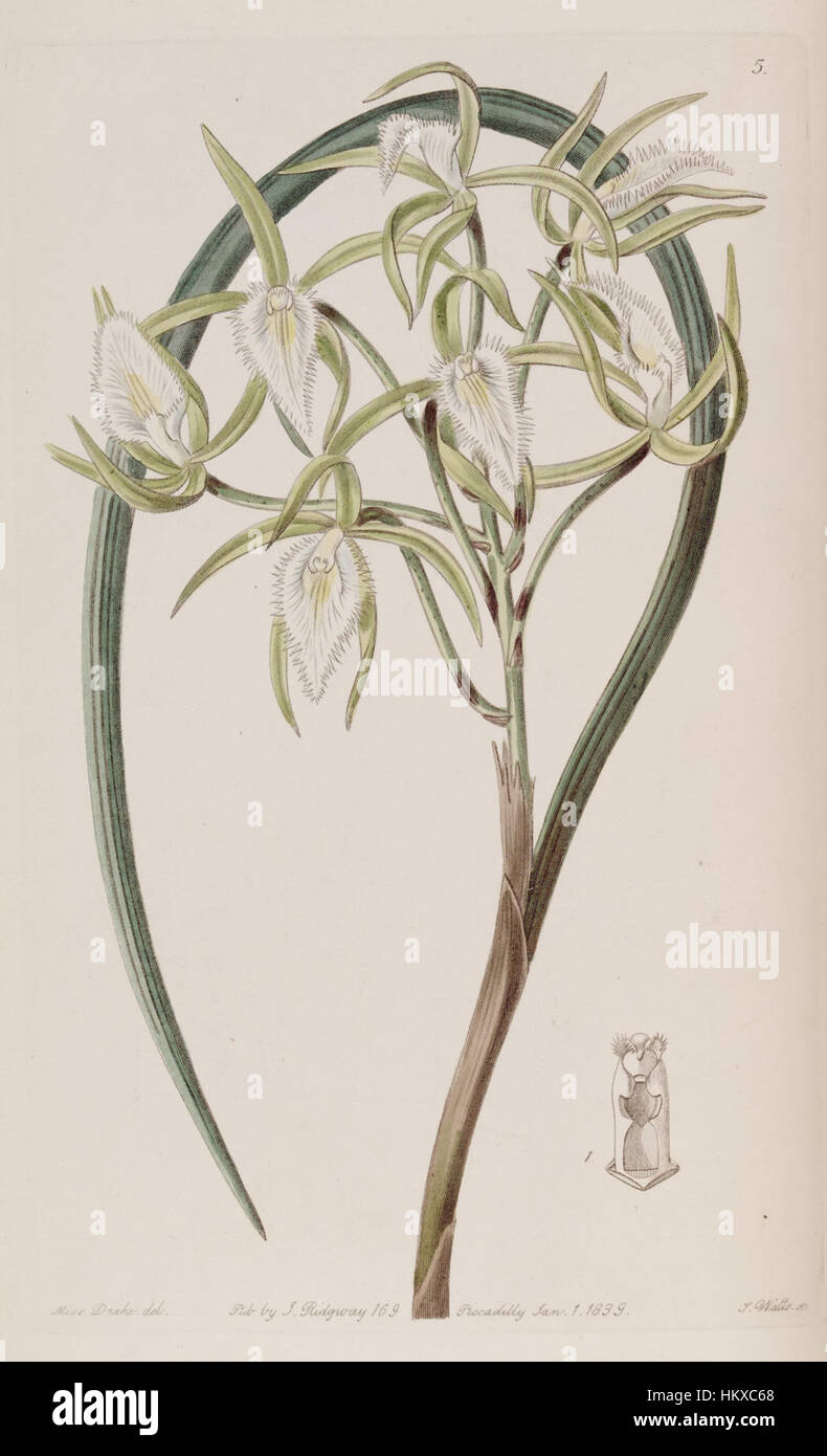 'Brassavola martiana' est une illustration tirée du volume de 1839 de l'œuvre d'Edwards, mettant en vedette une impression botanique de cette espèce d'orchidée frappante. L'image fournit une représentation détaillée de la fleur, mettant en évidence sa structure délicate et ses couleurs vibrantes. Banque D'Images
