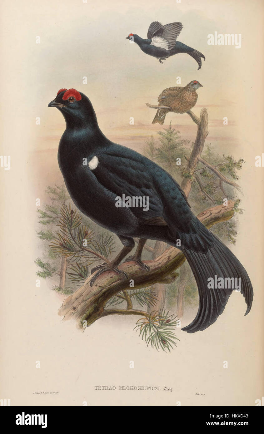 Cette œuvre de John Gould, intitulée « Birds of Asia », présente une représentation très détaillée et précise de diverses espèces d'oiseaux du continent asiatique. Les illustrations de Gould étaient largement admirées pour leur précision scientifique et leur qualité artistique. Banque D'Images