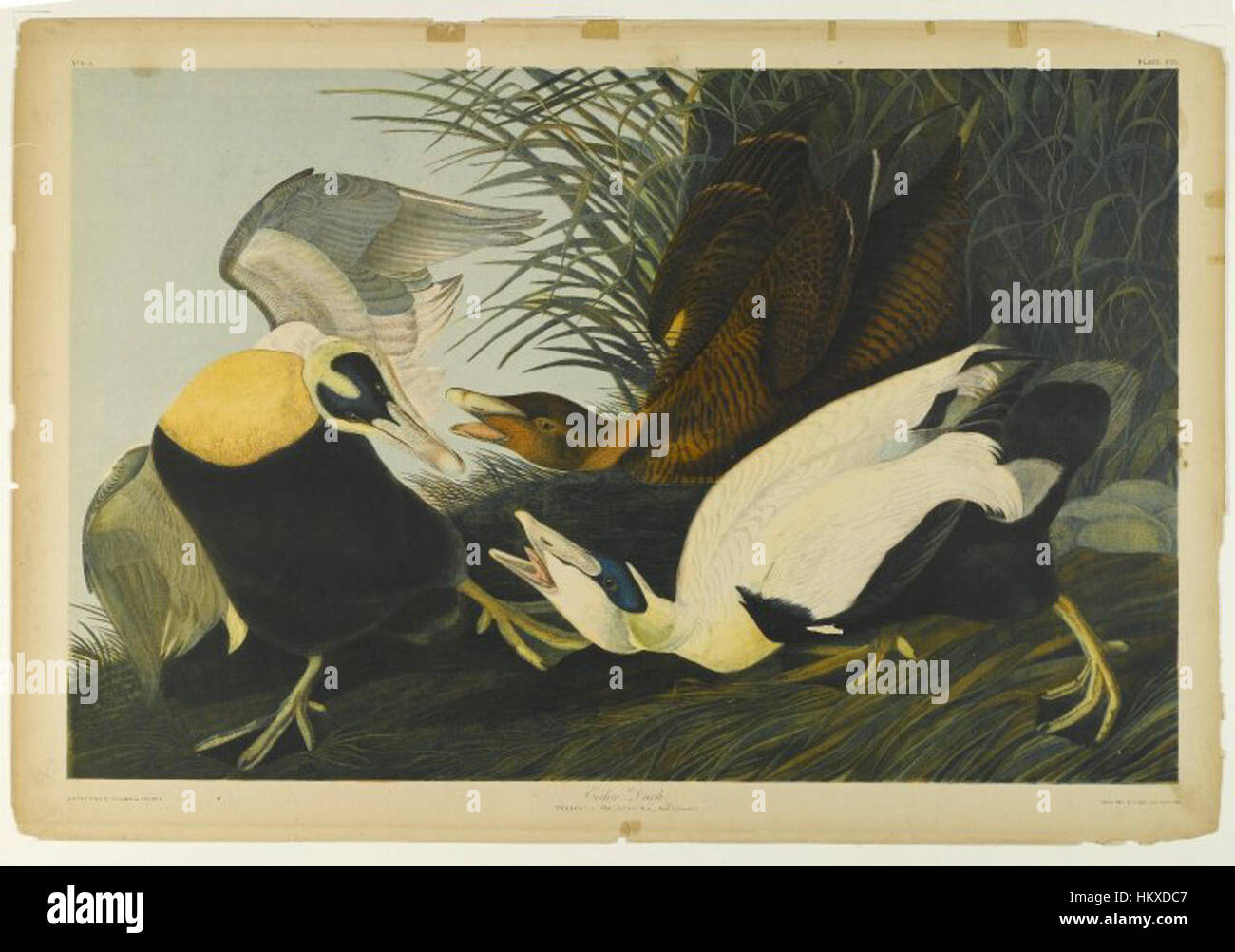 Le tableau 'Eider Duck' de John J. Audubon, exposé au Brooklyn Museum, fait partie de sa série 'Birds of America'. L’illustration détaillée d’Audubon capture la beauté naturelle du canard Eider dans son habitat, mettant en valeur sa maîtrise de l’anatomie des oiseaux et les caractéristiques délicates de la faune. Banque D'Images