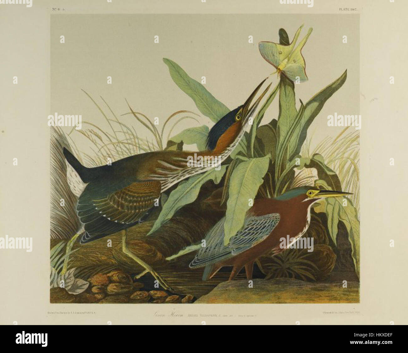 Le « Heron vert » de John James Audubon est une étude d'oiseaux exquise, mettant en valeur la beauté naturelle et l'anatomie détaillée de cette espèce. Audubon, connu pour ses rendus détaillés de la faune américaine, capture les caractéristiques distinctives du héron dans son habitat naturel. Banque D'Images