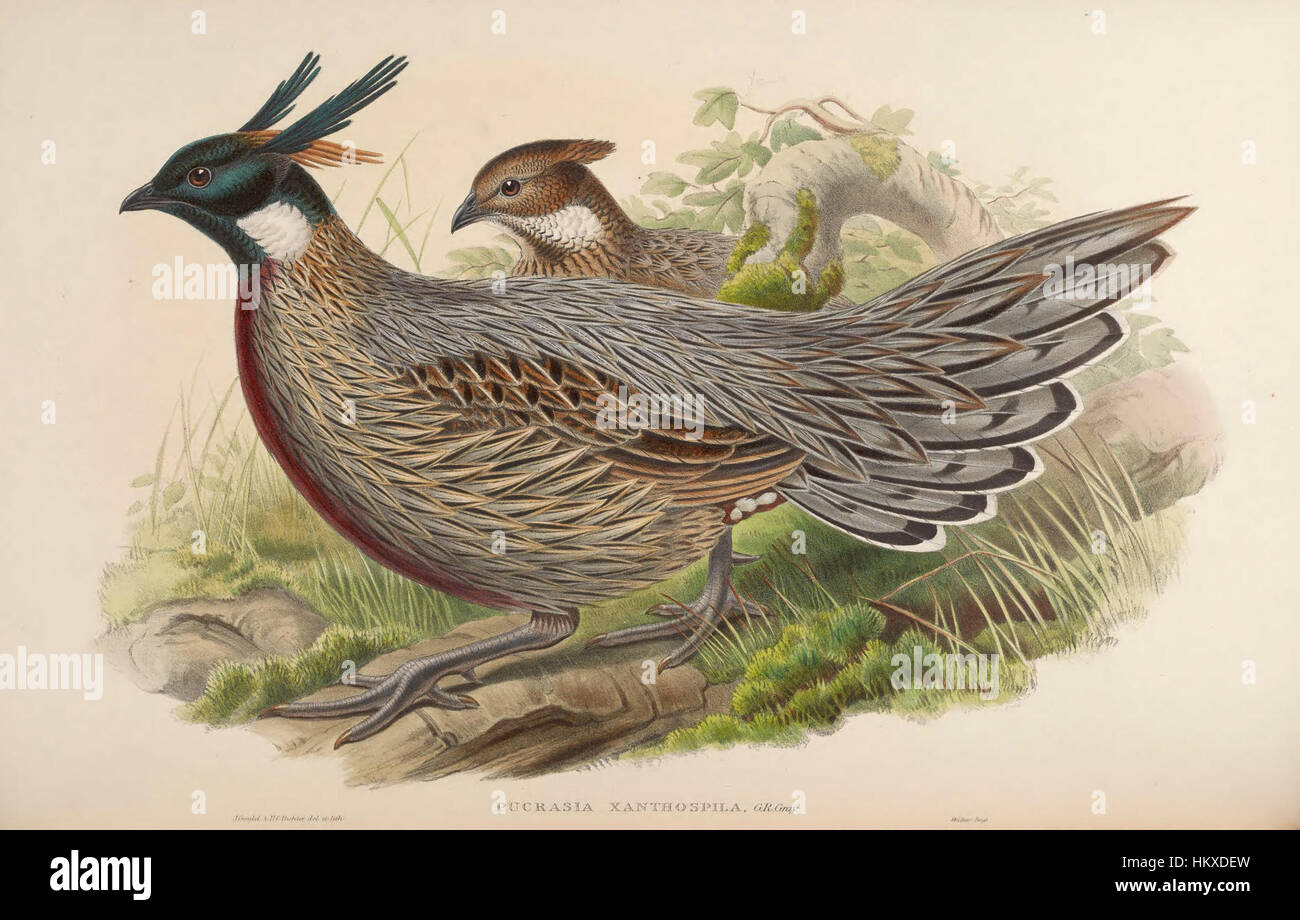 Cette image de la collection « Birds of Asia » de John Gould capture la beauté détaillée d'une espèce d'oiseau originaire d'Asie. La peinture met en valeur la coloration vive et l'habitat naturel de l'oiseau, reflétant la maîtrise de Gould dans l'illustration aviaire. Banque D'Images