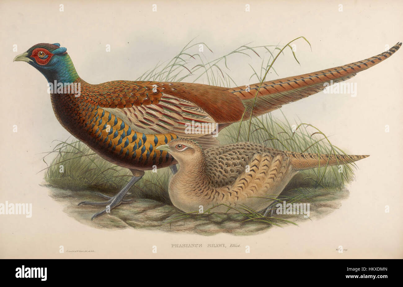 Cette œuvre de John Gould, « Birds of Asia », présente des illustrations détaillées d'espèces d'oiseaux asiatiques. Le travail de Gould est une contribution significative à l'ornithologie, mettant en évidence la diversité de la vie aviaire en Asie et mettant en valeur l'habileté de l'artiste à capturer les détails complexes de l'anatomie et du comportement des oiseaux. Banque D'Images