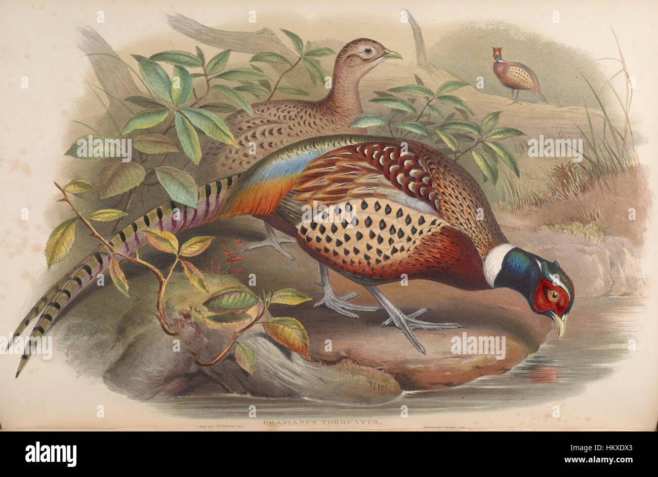 Cette œuvre d'art, 'BirdsAsiaJohnGoVIIGoul 0164', présente une variété d'espèces d'oiseaux asiatiques, capturant leurs caractéristiques détaillées et leur beauté naturelle vibrante. La peinture souligne la diversité de la vie aviaire en Asie. Banque D'Images