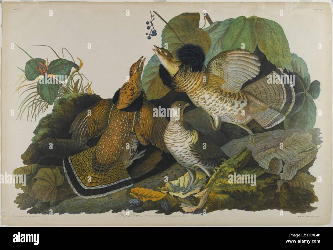 *Ruffed Grouse* de John J. Audubon, conservé au Brooklyn Museum, est une peinture d'oiseaux finement détaillée tirée des *Birds of America* d'Audubon. L'œuvre d'art met en valeur le tétras indigène d'Amérique du Nord dans son habitat naturel, illustrant l'habileté d'Audubon à capturer l'anatomie détaillée et le comportement de la faune. Banque D'Images