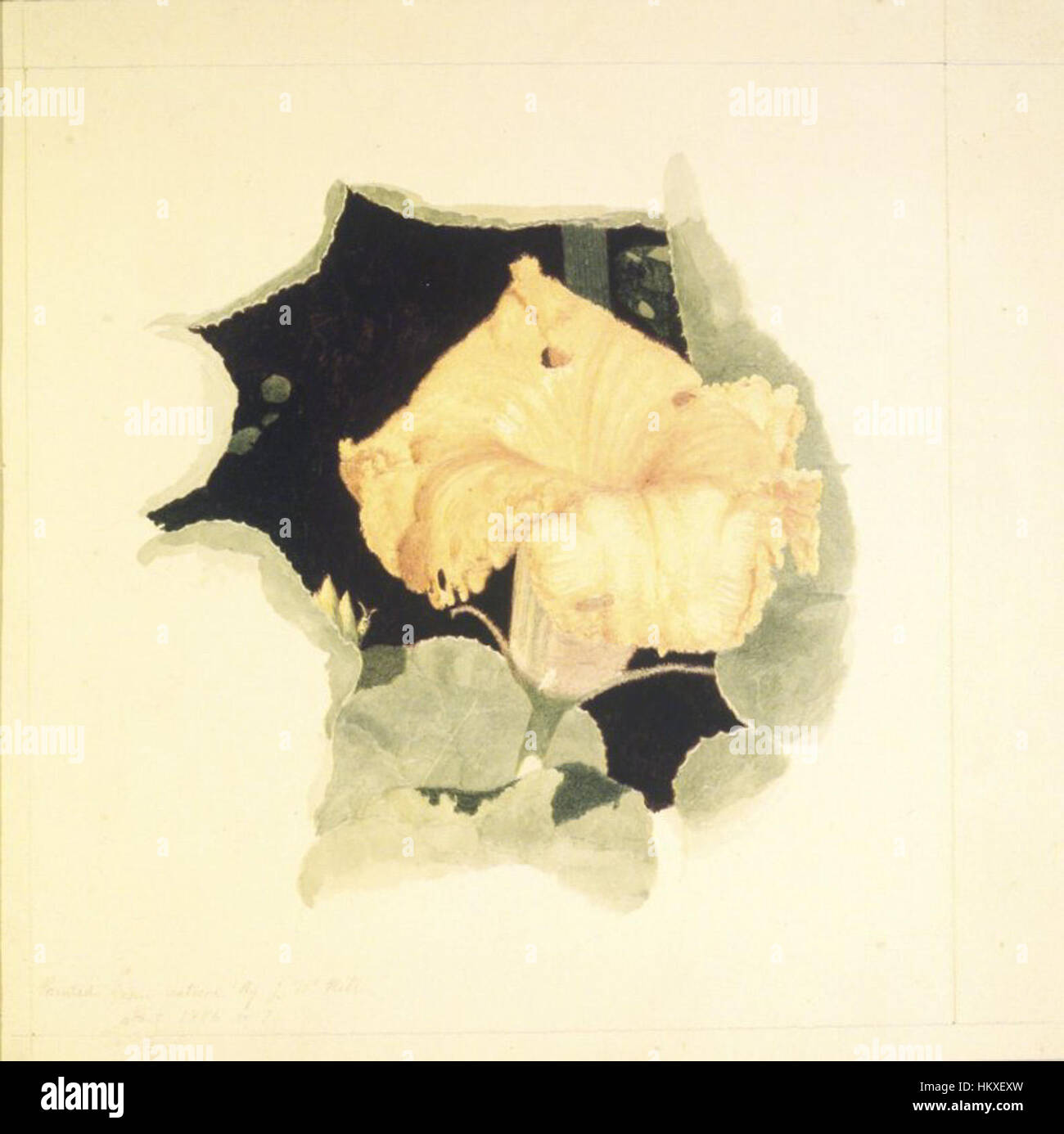 'Yellow Blossom' de John William Hill est une peinture botanique conservée au Brooklyn Museum. Cette œuvre détaillée représente une fleur jaune, mettant en valeur les compétences de Hill en illustration botanique. Banque D'Images
