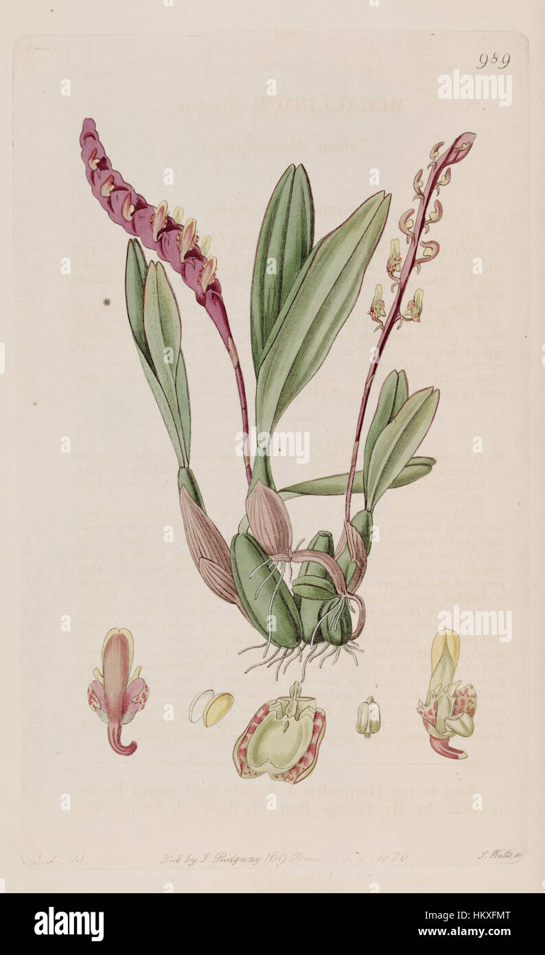 Une illustration de Bulbophyllum falcatum, classé à l'origine comme Megaclinium falcatum, du registre botanique de 1826. Cette œuvre botanique met en évidence les caractéristiques distinctes de l'espèce. Banque D'Images
