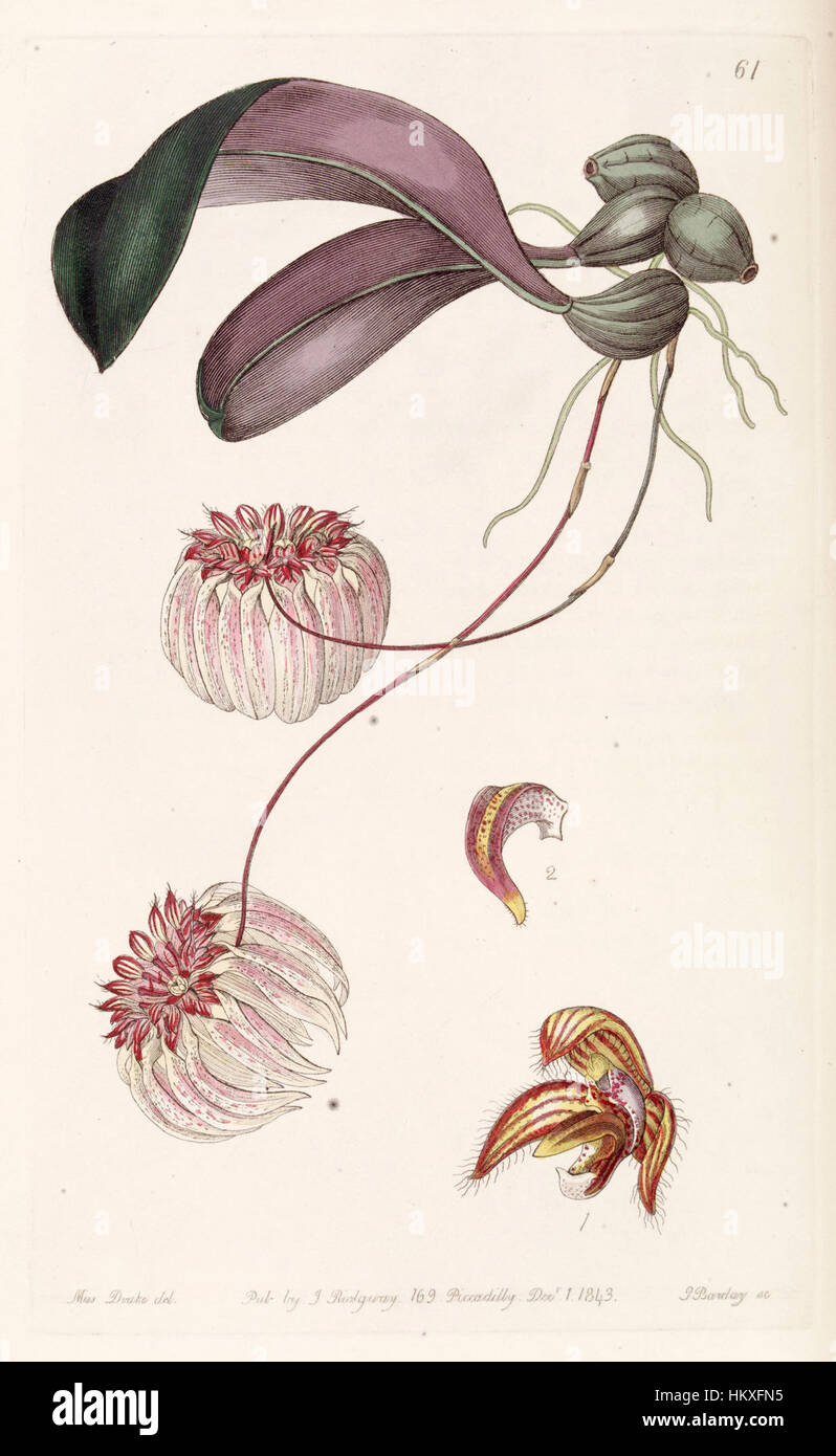'Bulbophyllum auratum', classifiée à l'origine comme 'Cirrhopetalum auratum', est représentée dans les travaux botaniques d'Edwards de 1843. Cette illustration détaillée met en évidence les caractéristiques uniques de l'orchidée et sa place dans le monde botanique. Banque D'Images
