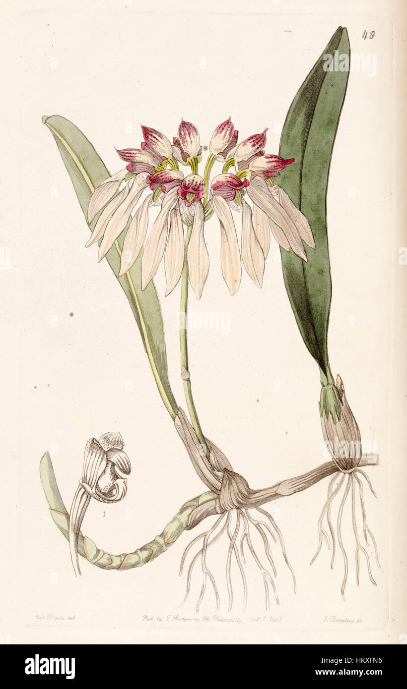 'Bulbophyllum chinense', également connu sous le nom de Cirrhopetalum chinense, est une illustration du Botanical Register d'Edwards (1843), montrant cette espèce d'orchidée. La gravure détaillée met en évidence la structure délicate et les caractéristiques botaniques de la fleur. Banque D'Images