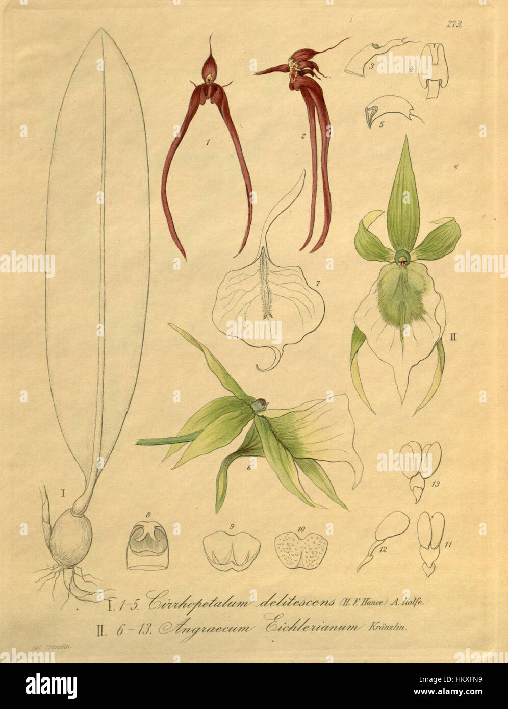 Cette illustration botanique de *Xenia* présente les espèces *Bulbophyllum delitescens* (anciennement *Cirrhopetalum delitescens*) et *Angraecum eichlerianum*. Il met en évidence les détails délicats et complexes de ces orchidées, soulignant leurs caractéristiques distinctes. Banque D'Images