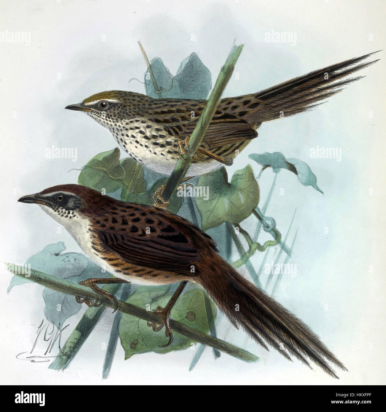 'Bullers fernbirds' est une représentation de cette espèce d'oiseau rare et menacée originaire de Nouvelle-Zélande. L'œuvre illustre l'oiseau dans son habitat naturel, soulignant ses caractéristiques uniques et sa place dans la biodiversité néo-zélandaise. Banque D'Images