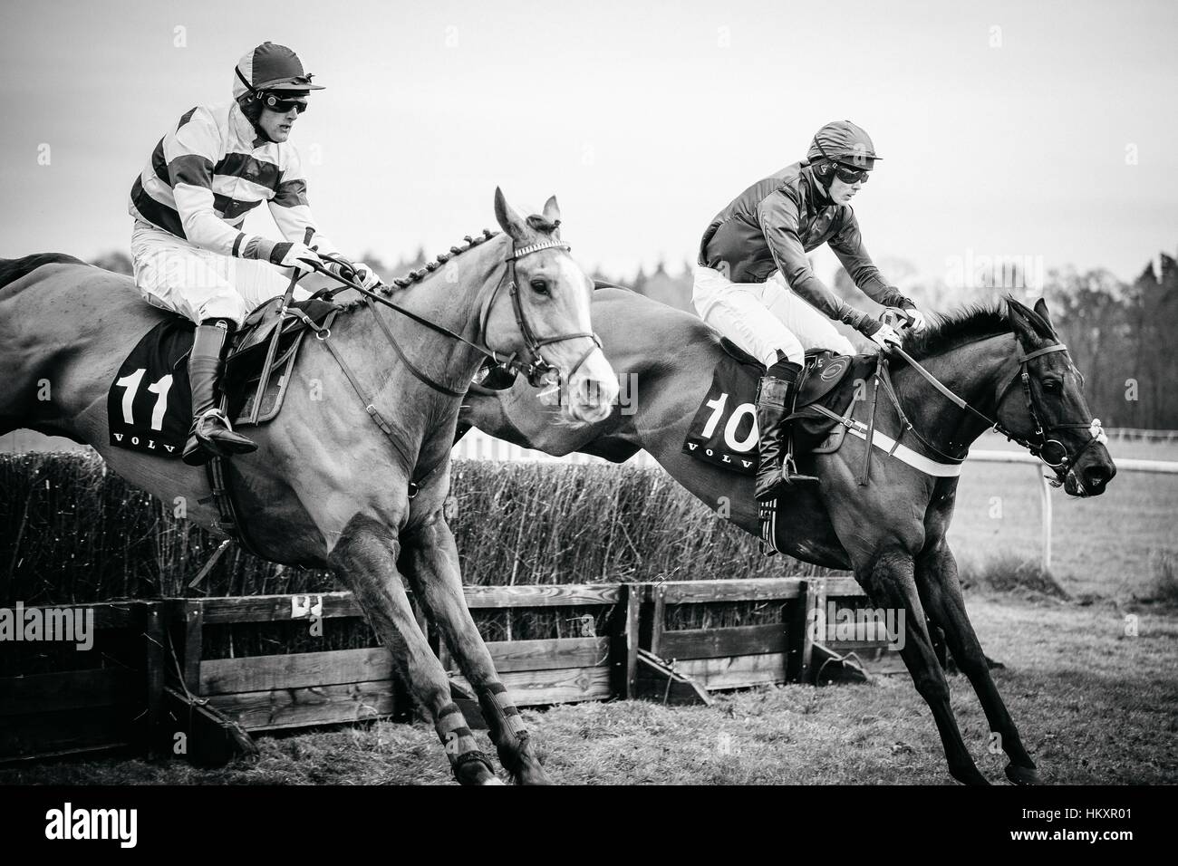 Janvier, 29, 2017 course de point à point à Higham, Essex. Banque D'Images