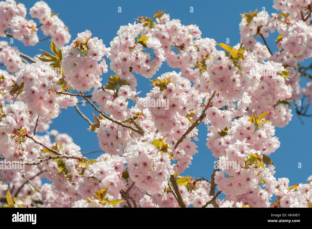 La délicate fleur rose tendre des fleurs de la Japanese flowering cherry Prunus arbre Sakura, prise à l'encontre d'un ciel bleu Banque D'Images