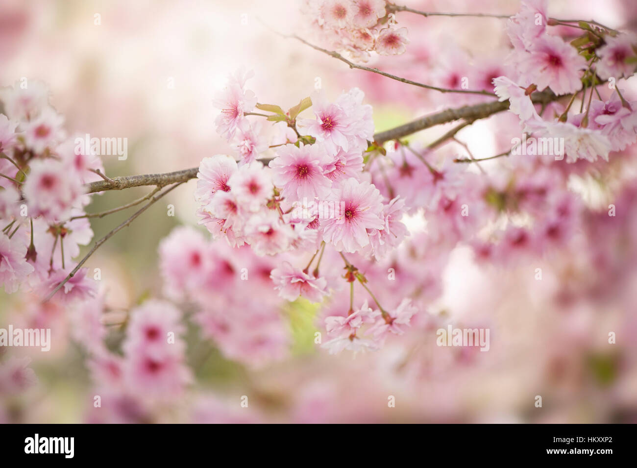 La délicate rose doux, printemps fleur de cerisier Prunus Rose 'Ballerina', image prise contre un doux fond ensoleillé. Banque D'Images