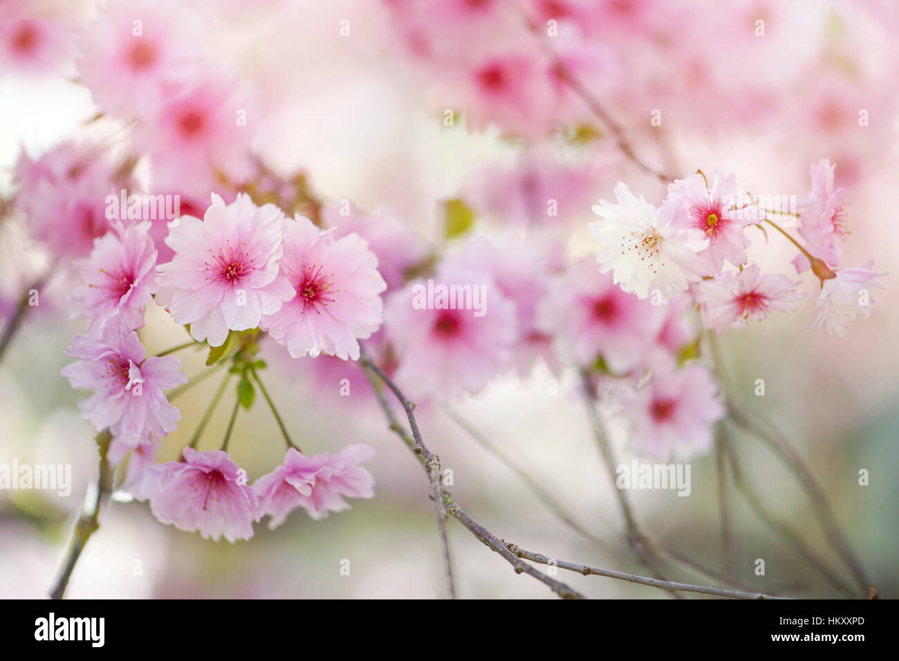 La délicate rose doux, printemps fleur de cerisier Prunus Rose 'Ballerina', image prise contre un doux fond ensoleillé. Banque D'Images