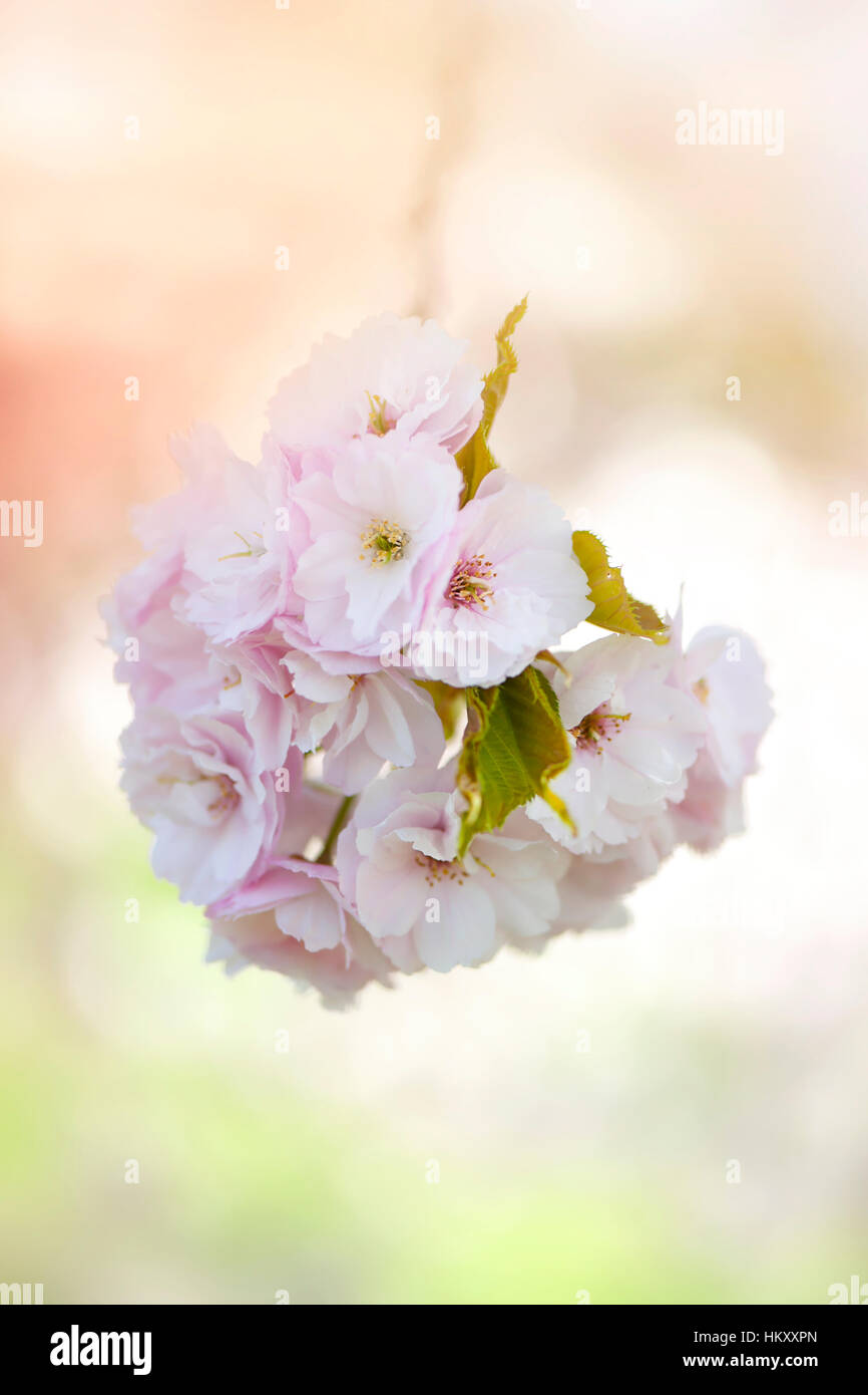 Choshu-hizakura Prunus ''Japanese flowering cherry tree rose tendre fleur de printemps, image prise contre un fond mou Banque D'Images