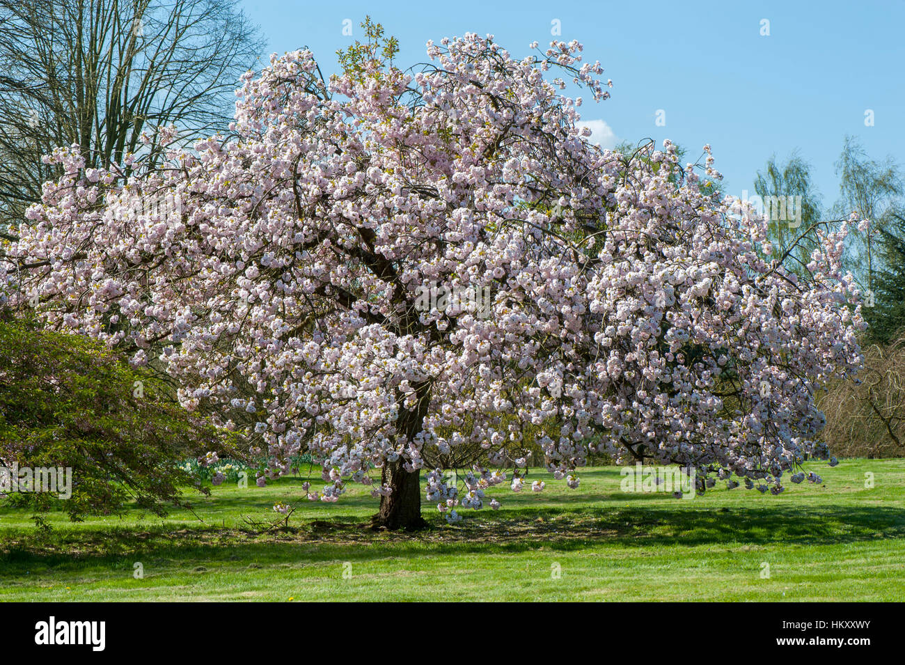 Prunus 'Matsumae-fuki' Japanese flowering cherry tree également connu sous le nom de Prunus 'Chocolate Ice', image prise contre un ciel bleu. Banque D'Images