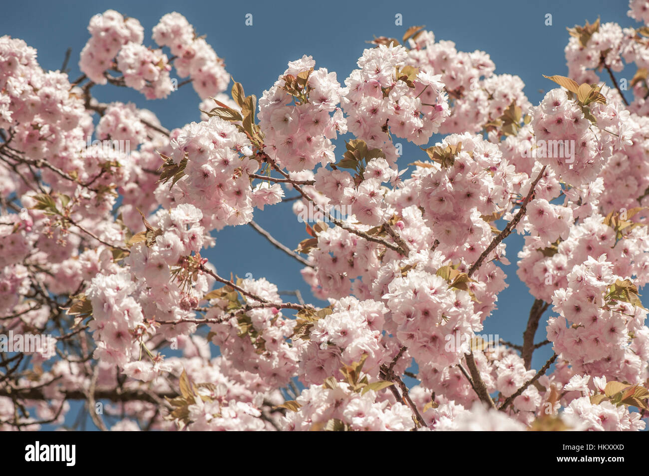 Prunus 'Matsumae-fuki' Japanese flowering cherry tree également connu sous le nom de Prunus 'Chocolate Ice', image prise contre un ciel bleu. Banque D'Images