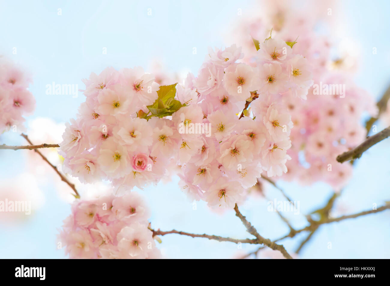 Shshui Prunus, sakura Japanese flowering cherry tree rose doux printemps fleurs, image prise contre un ciel bleu. Banque D'Images