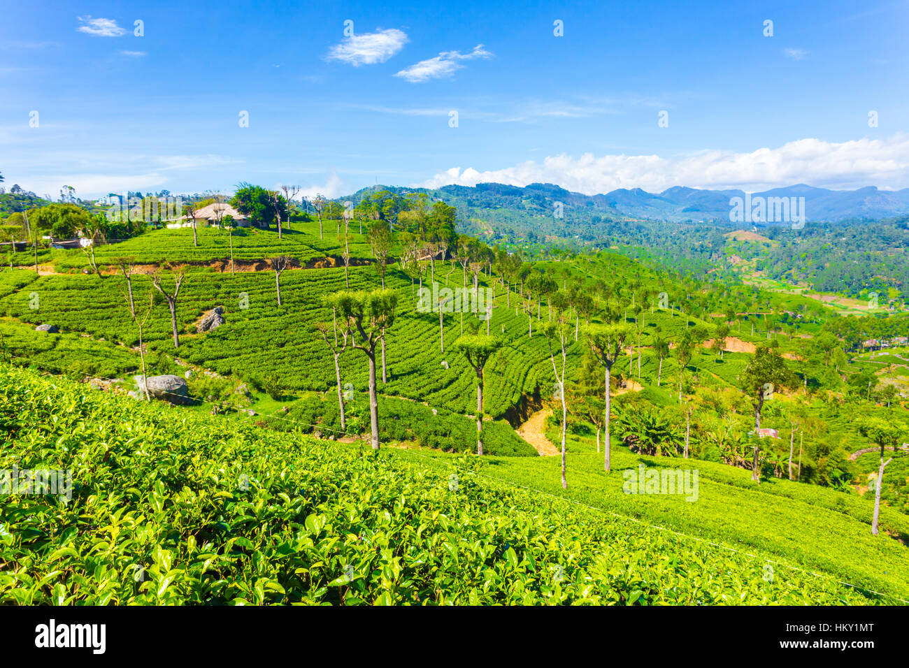 Chambre au sommet d'une colline donne sur une vue panoramique incroyable de jardins plantation de thé et soigné de planter des rangées ci-dessous dans la ville des highlands Banque D'Images