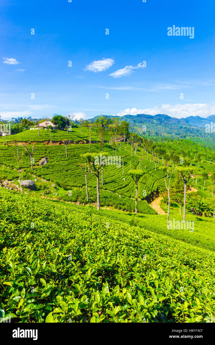 Chambre au sommet d'une colline donne sur une vue panoramique incroyable de jardins plantation de thé et soigné de planter des rangées en dessous de highland Haputale Banque D'Images
