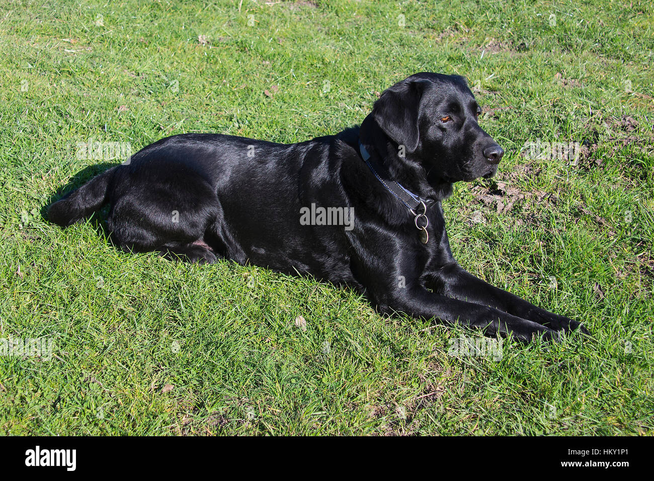 Labrador noir mâle chien de travail portant sur l'herbe regardant à droite Banque D'Images