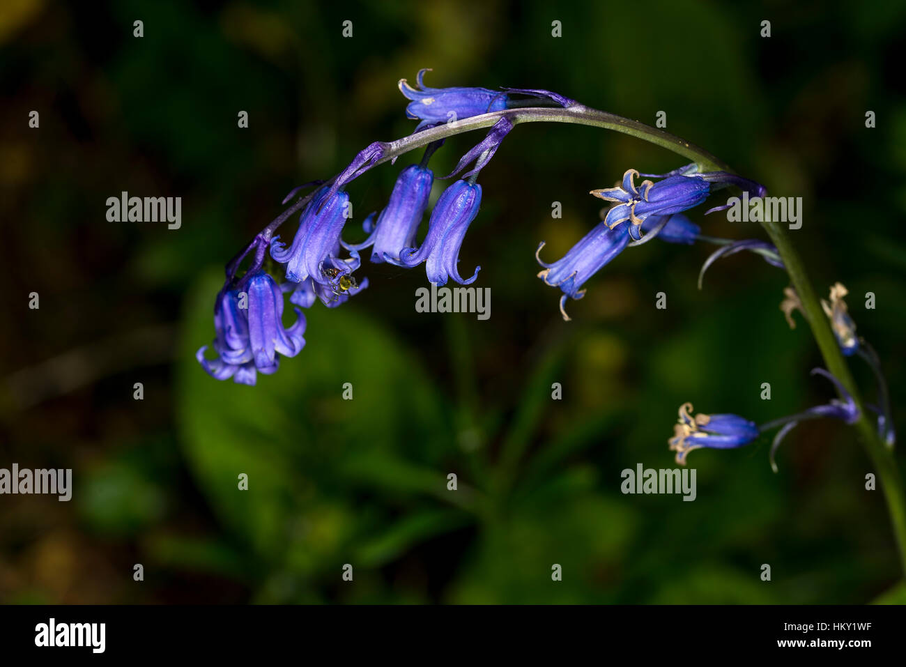 Tige simple de l'anglais bluebell flowers, Hyacinthoides non-scripta, floue sur fond vert Banque D'Images