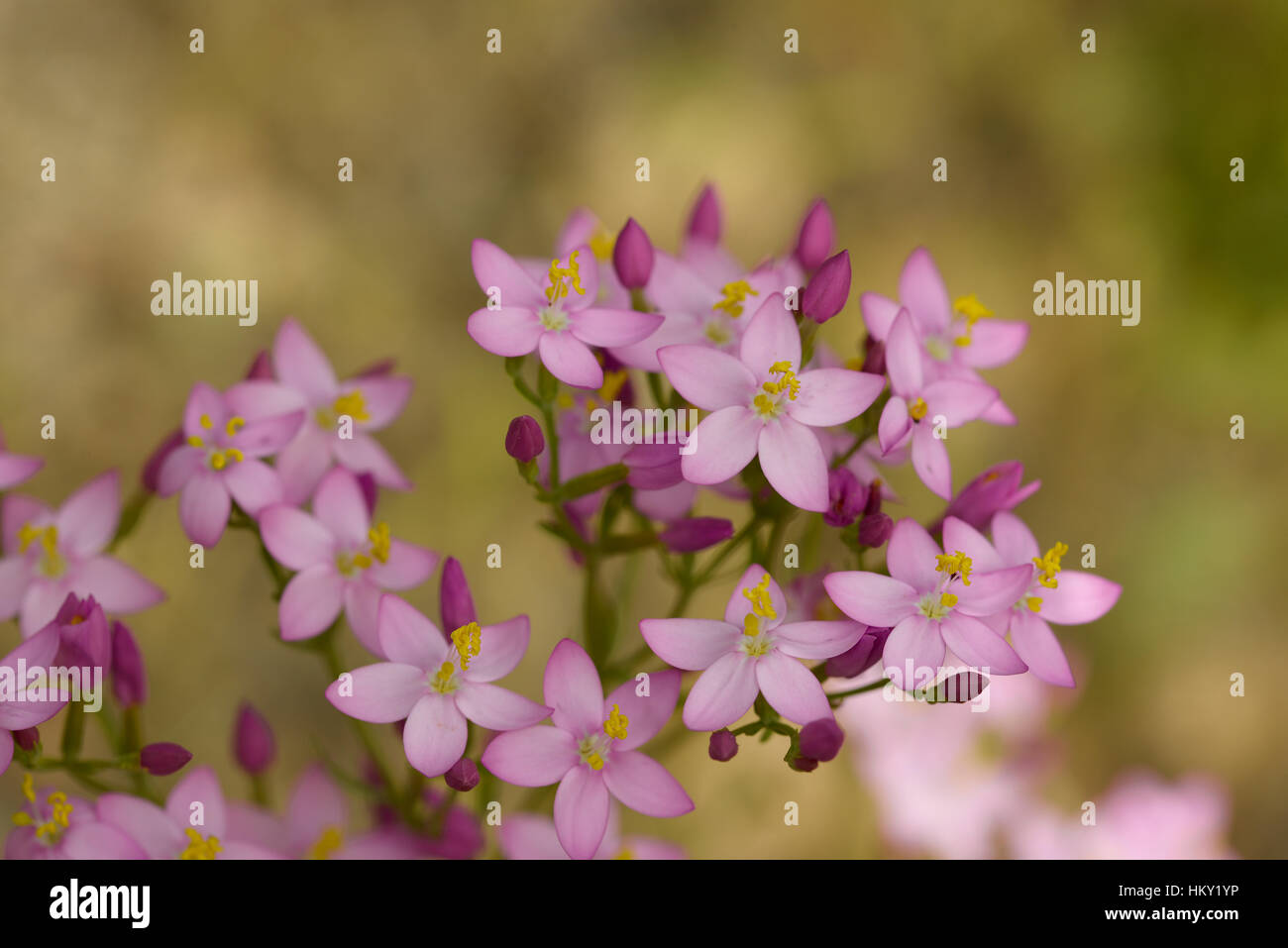 Grappe de lilas fleurs délicates commun centaurée (Centaurium erythraea, avec fond crème floue Banque D'Images