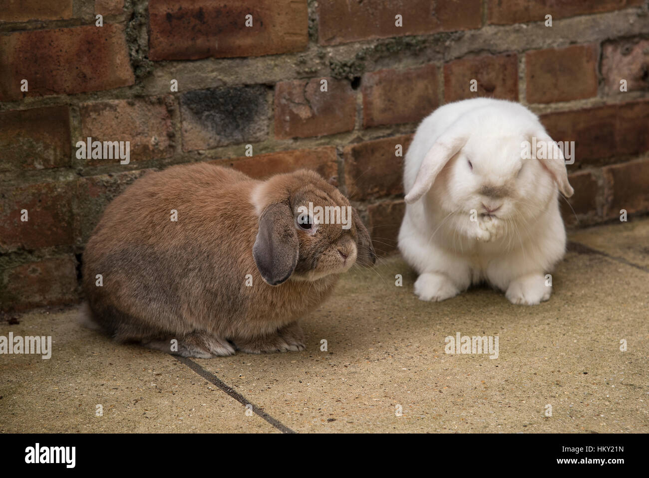 Mâle et femelle marron blanc mini lop oreilles lapins Banque D'Images