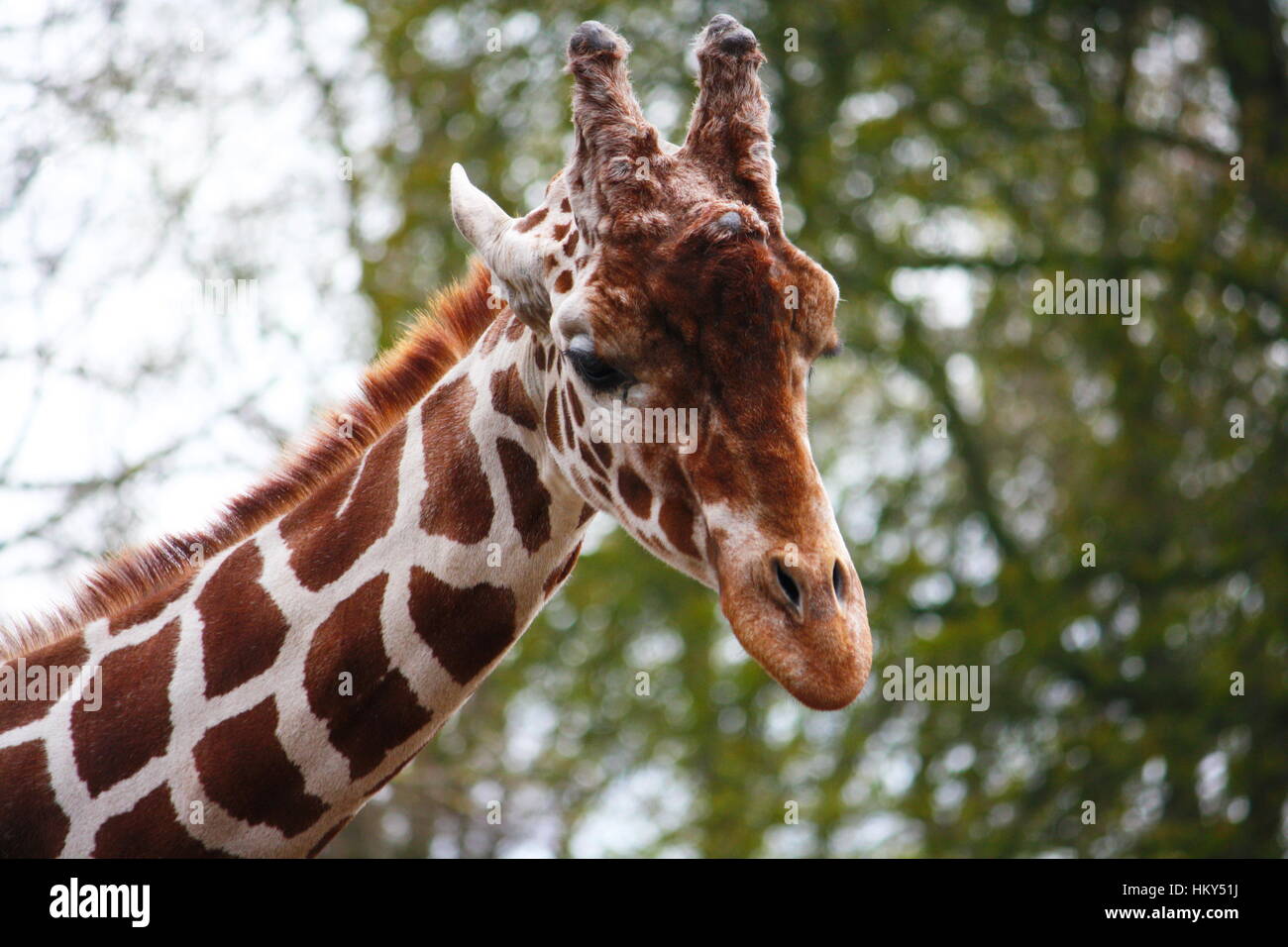 Portrait de girafe Banque D'Images
