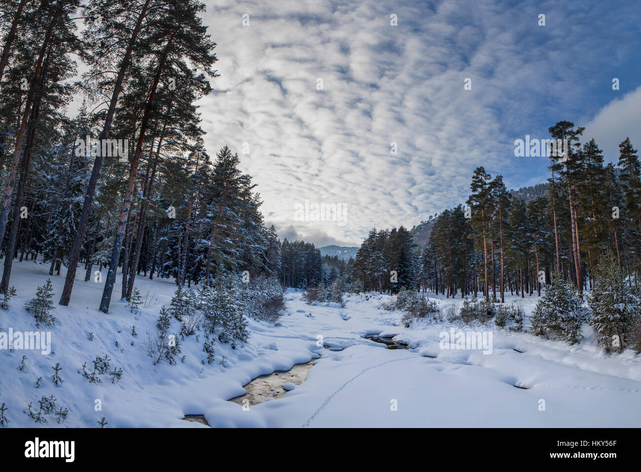 Paysage de montagne enneigée avec de hauts pins et l'eau froide à la fin d'une journée d'hiver. Banque D'Images
