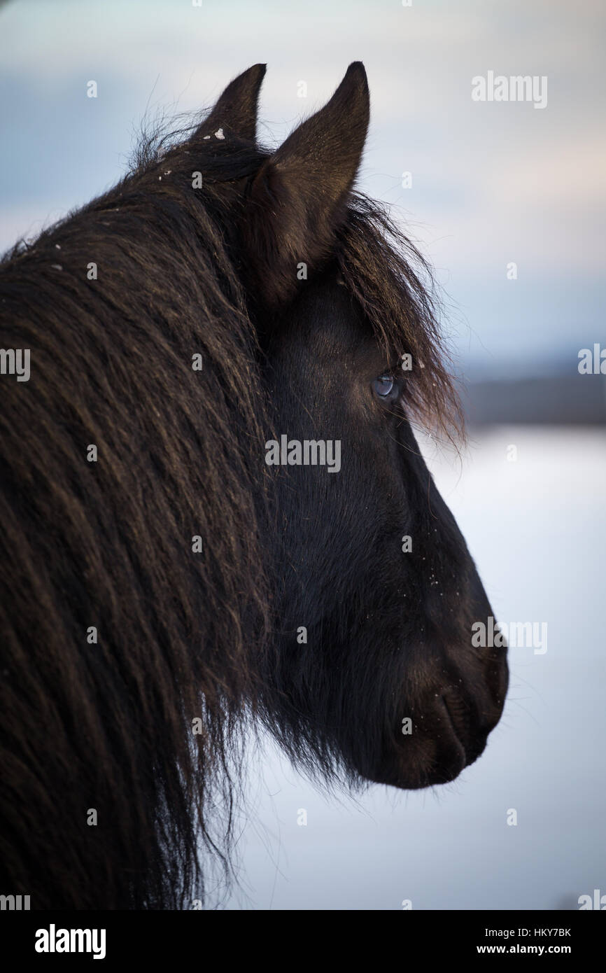 Portrait cheval Frison Banque D'Images