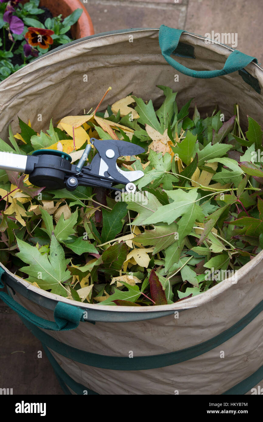 Lopers arbre et feuille d'érable à sucre des boutures dans une poubelle après l'élagage des arbres de la saccharine acer. UK Banque D'Images