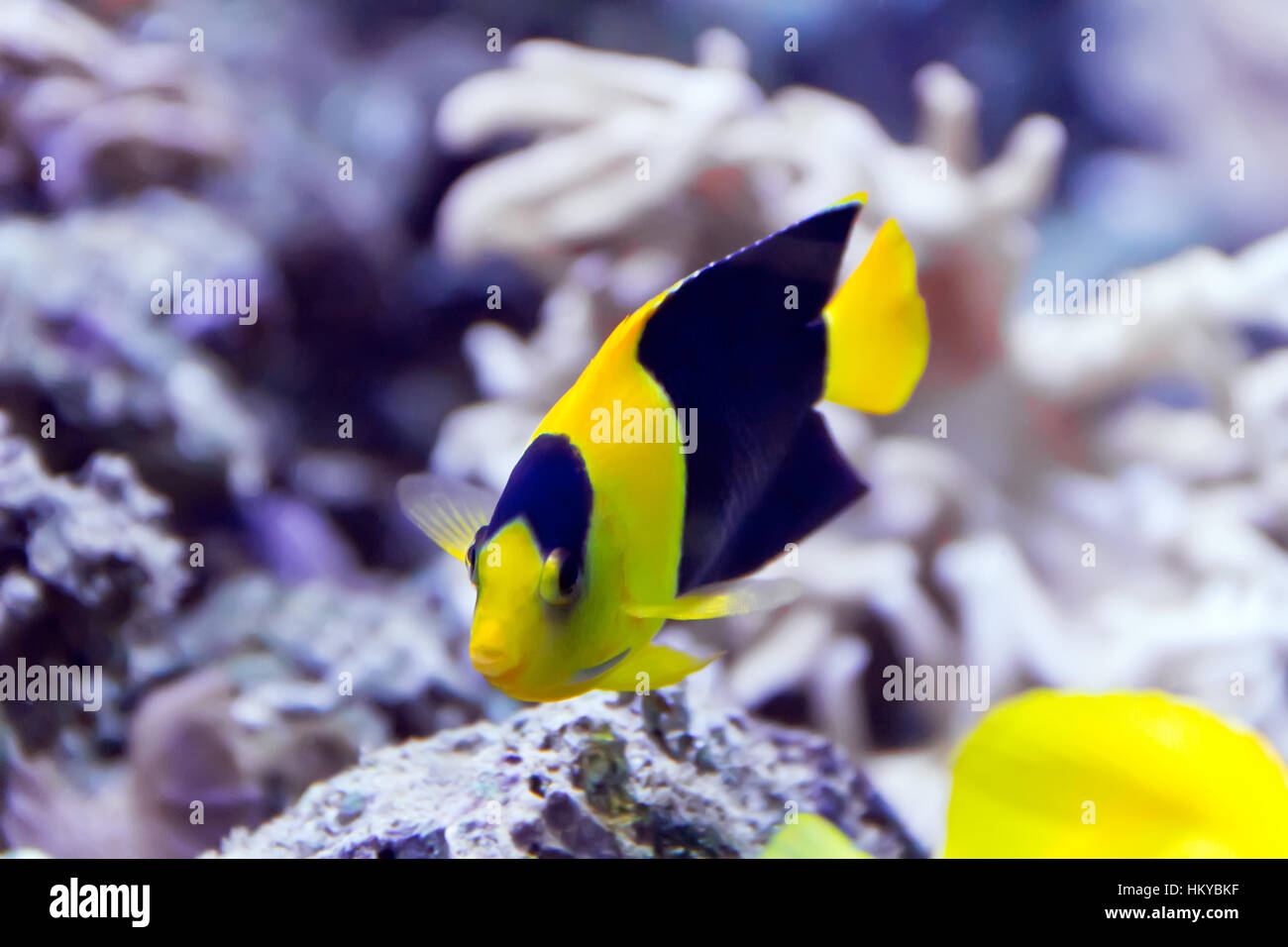 Photo de pomacanthidae poissons anges dans l'aquarium Banque D'Images